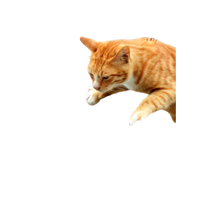 Related cat image: A Ginger Cat Curiously Investigating The Contents Of A Bucket Outdoors. 16455